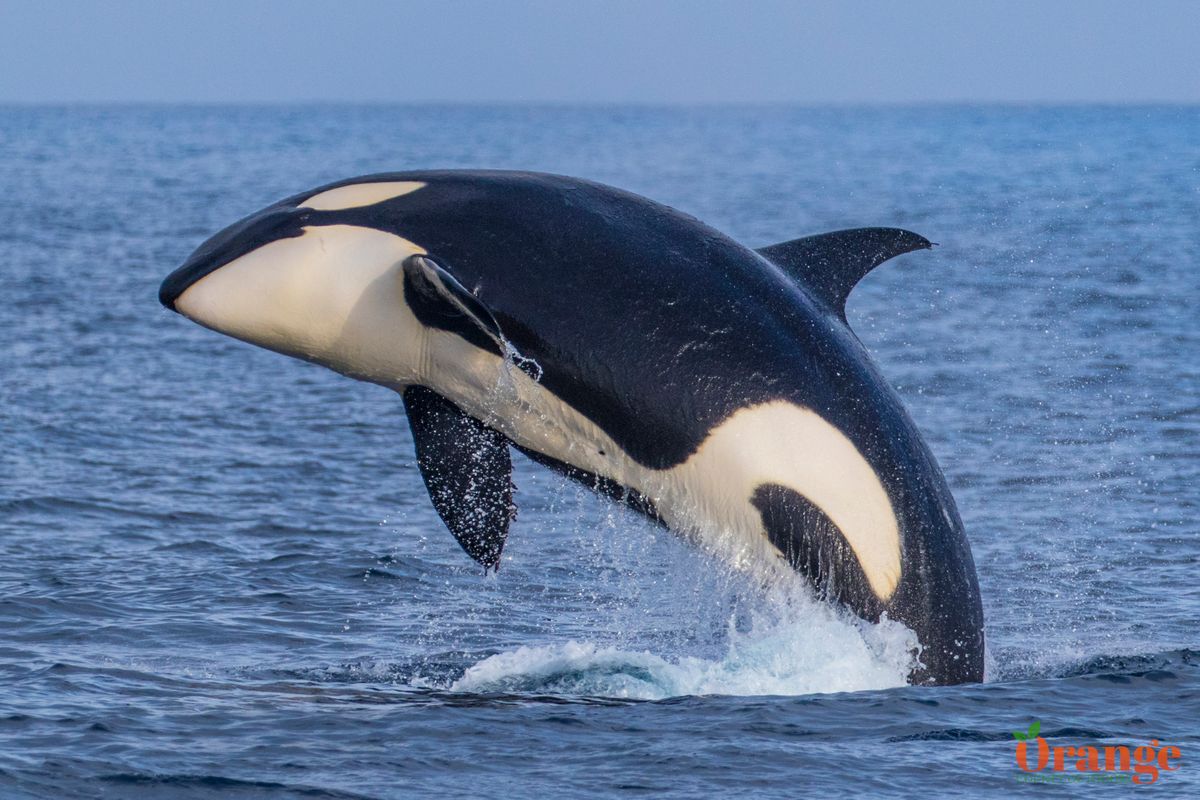 Orange County Outdoors Orange County Outdoors